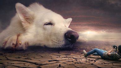 תמונות ללא זכויות יוצרים